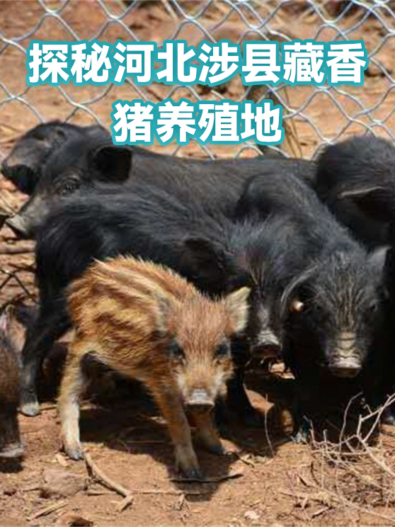探秘河北涉县藏香猪养殖地（图1）