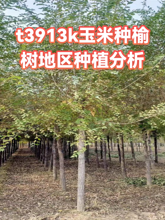 t3913k玉米种榆树地区种植分析（图1）