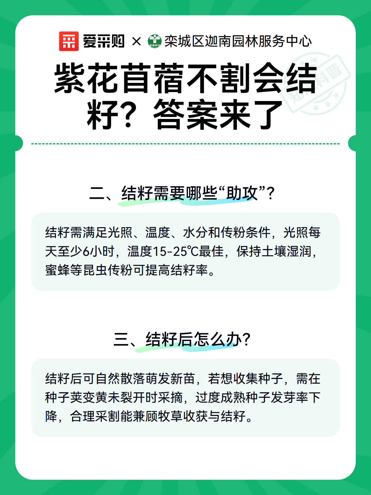 紫花苜蓿不割会结籽？答案来了（图3）