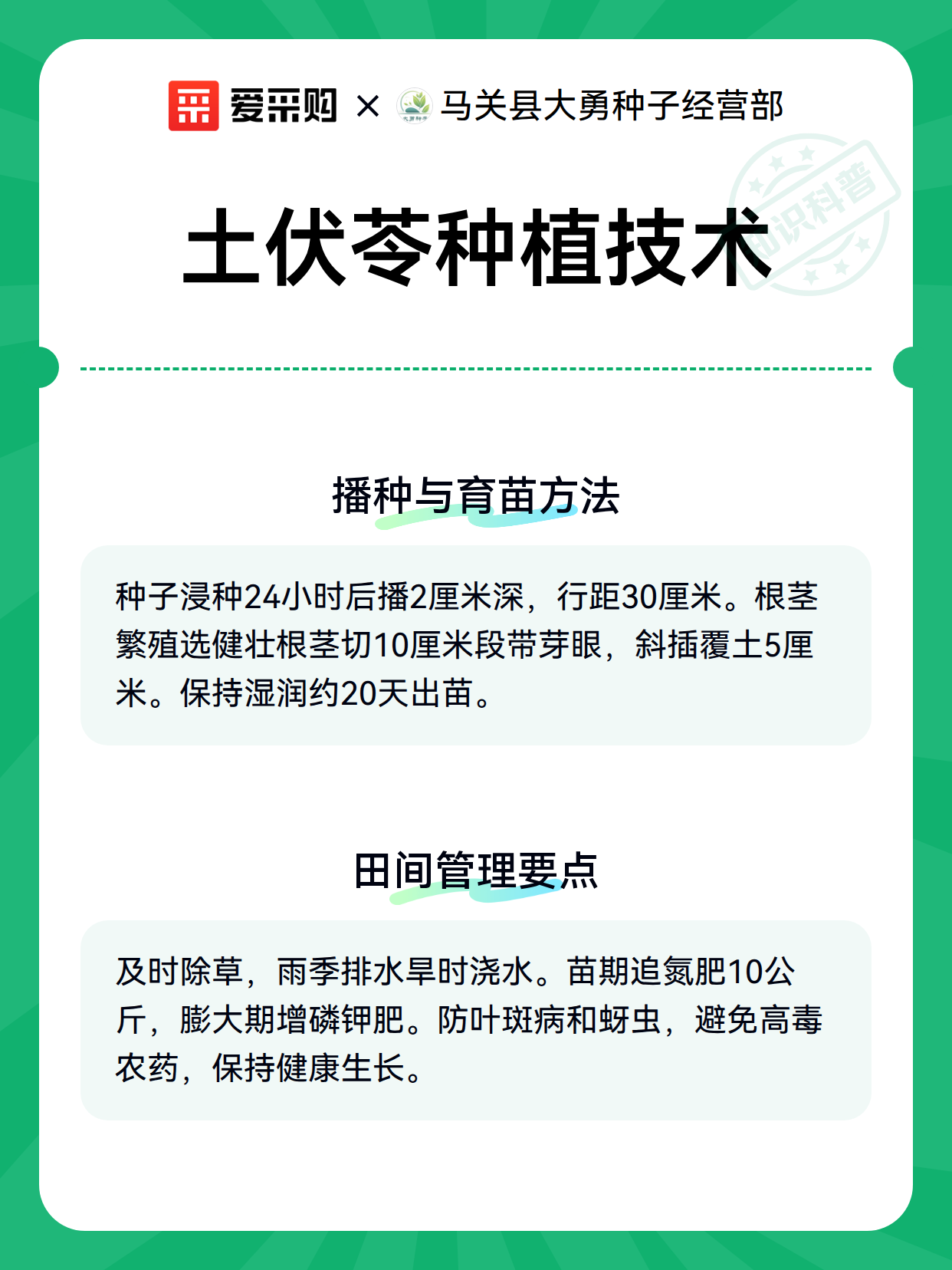 土伏苓种植技术（图3）
