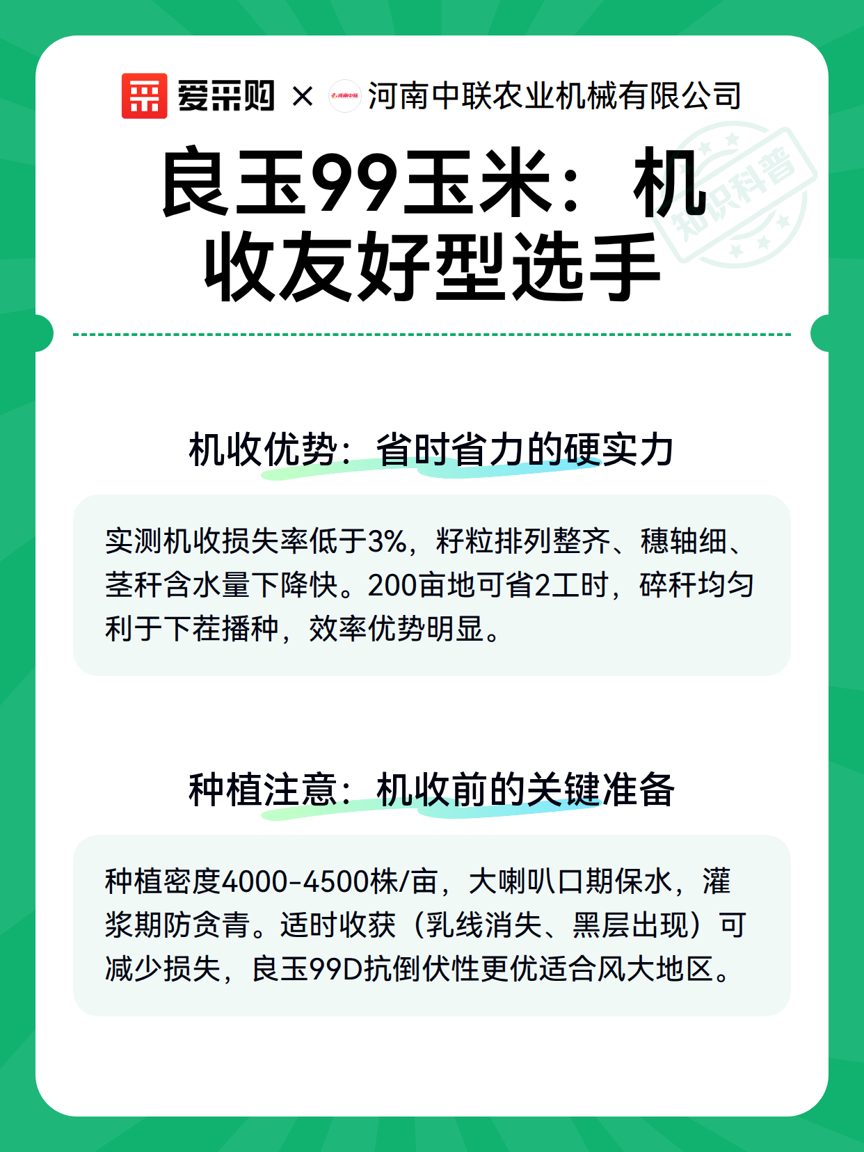 良玉99玉米：机收友好型选手（图2）