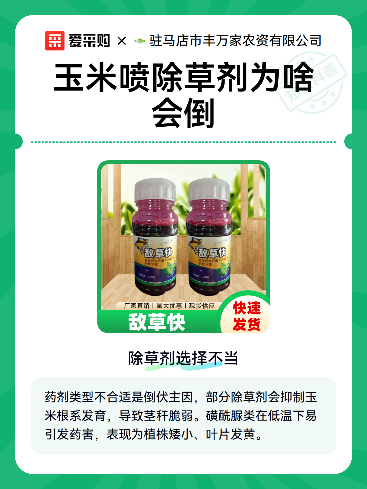 玉米喷除草剂为啥会倒（图2）