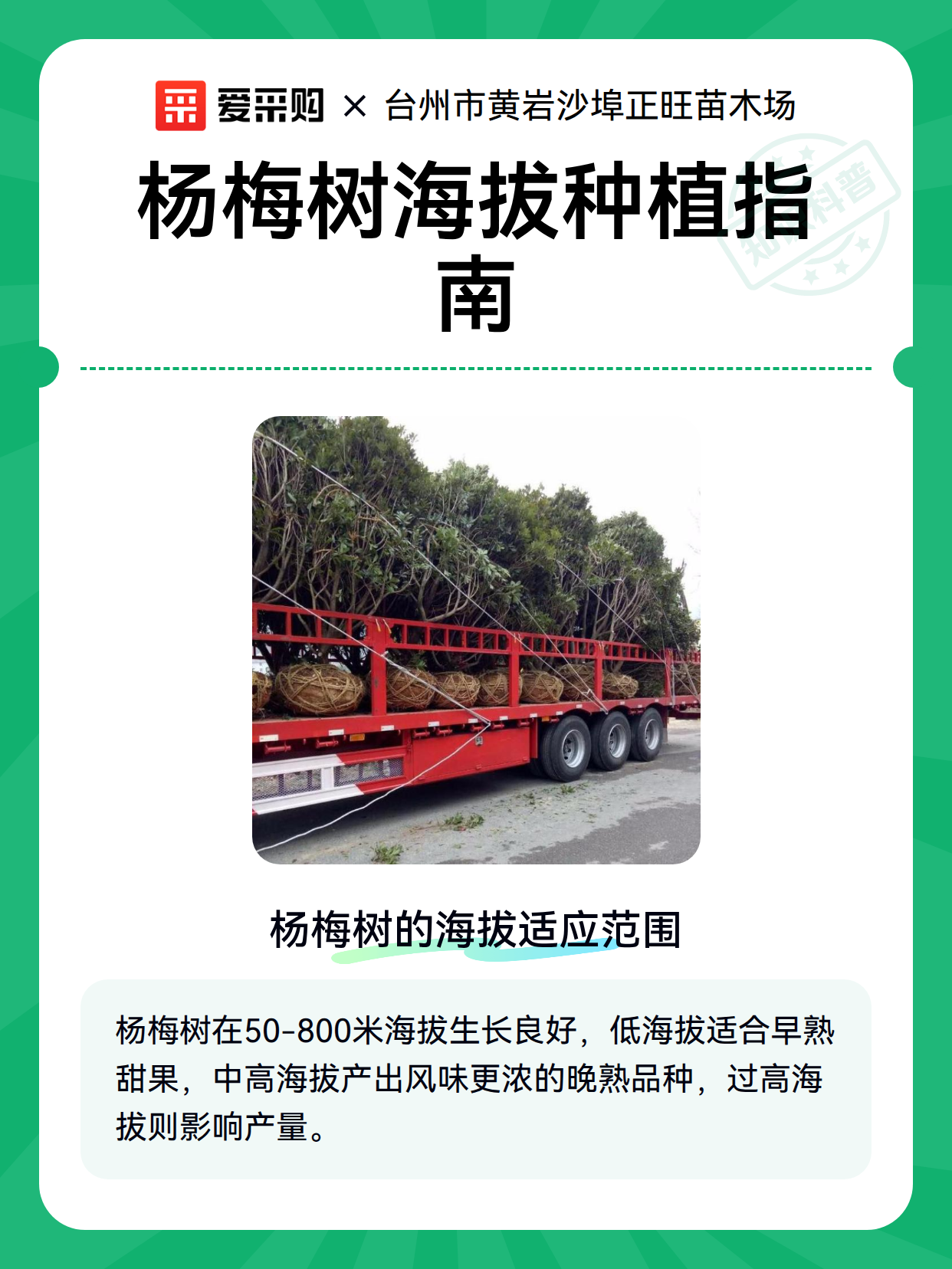 杨梅树海拔种植指南（图2）