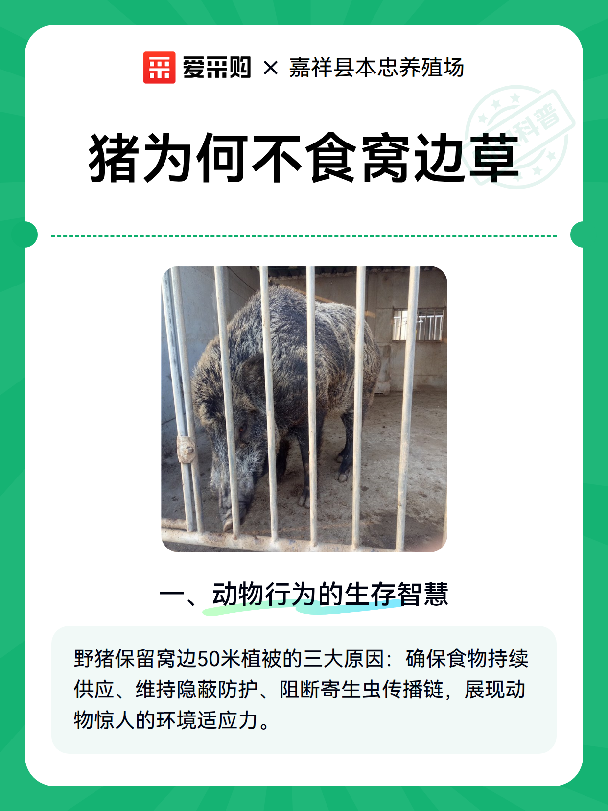 猪为何不食窝边草（图1）