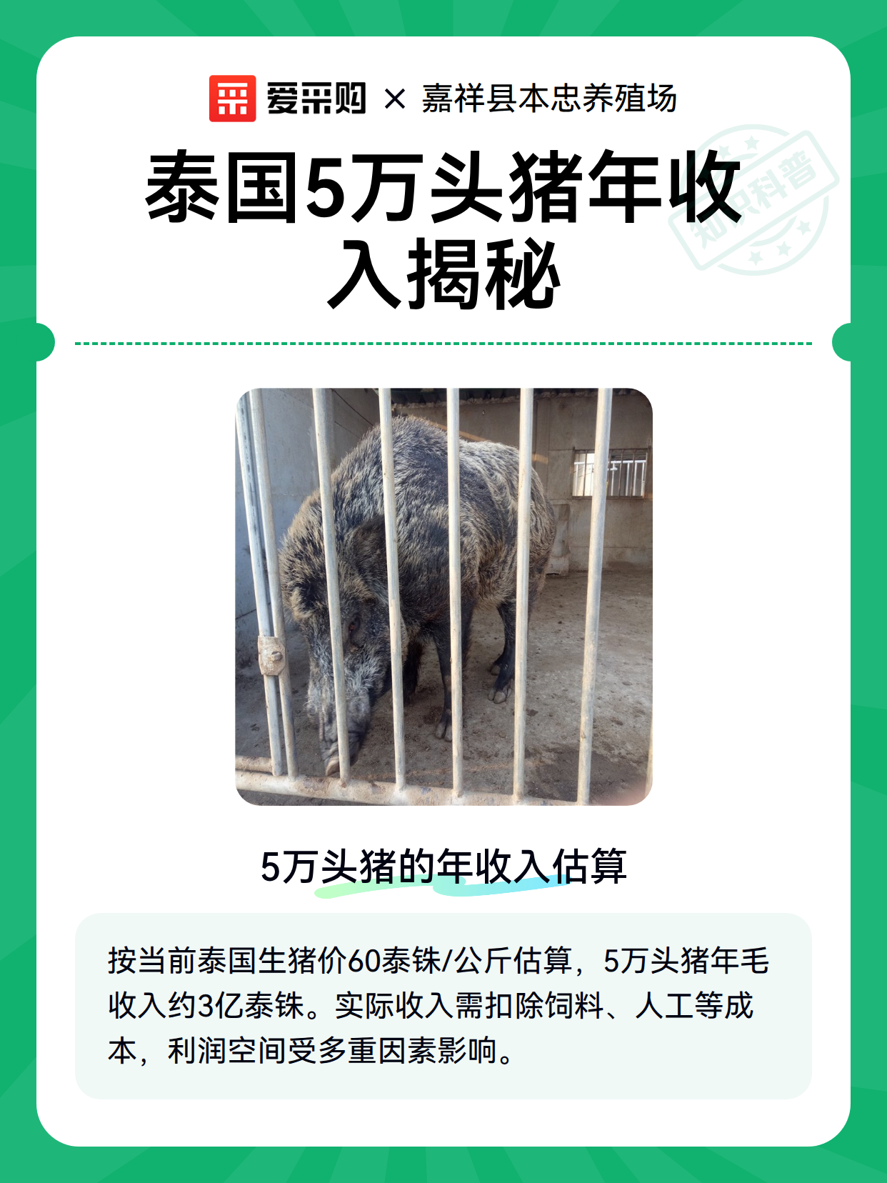 泰国5万头猪年收入揭秘（图1）