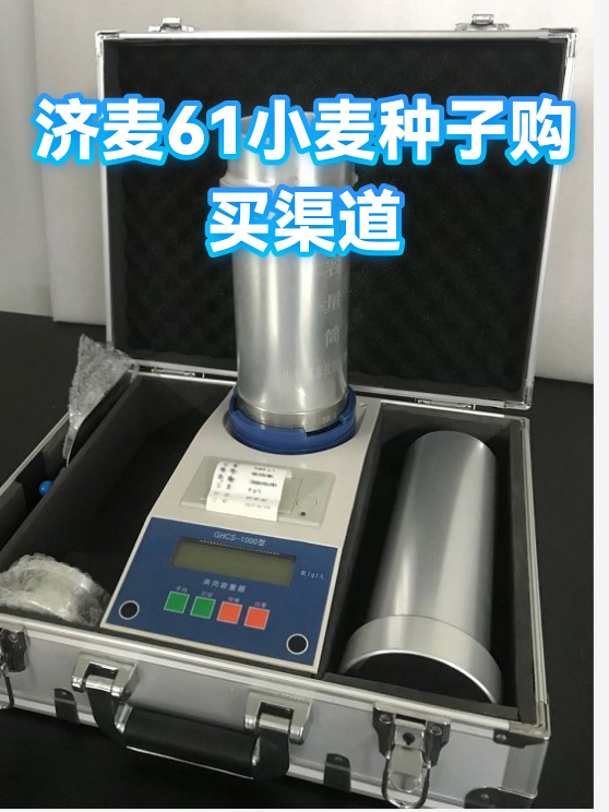 济麦61小麦种子购买渠道（图1）