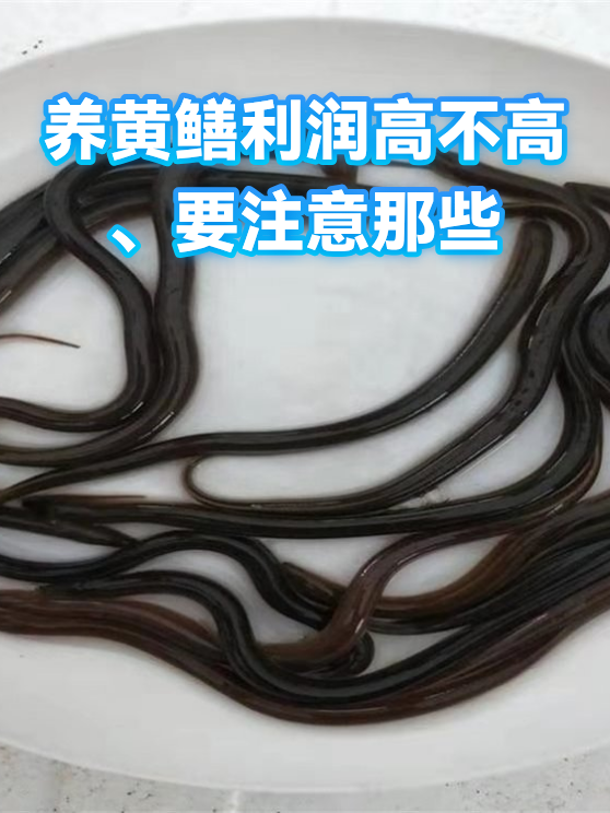 养黄鳝利润高不高、要注意那些（图1）