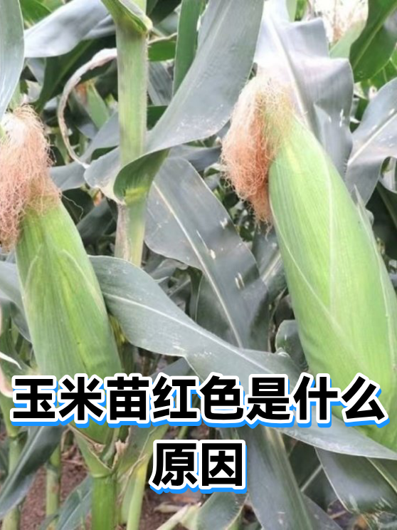 玉米苗红色是什么原因（图1）