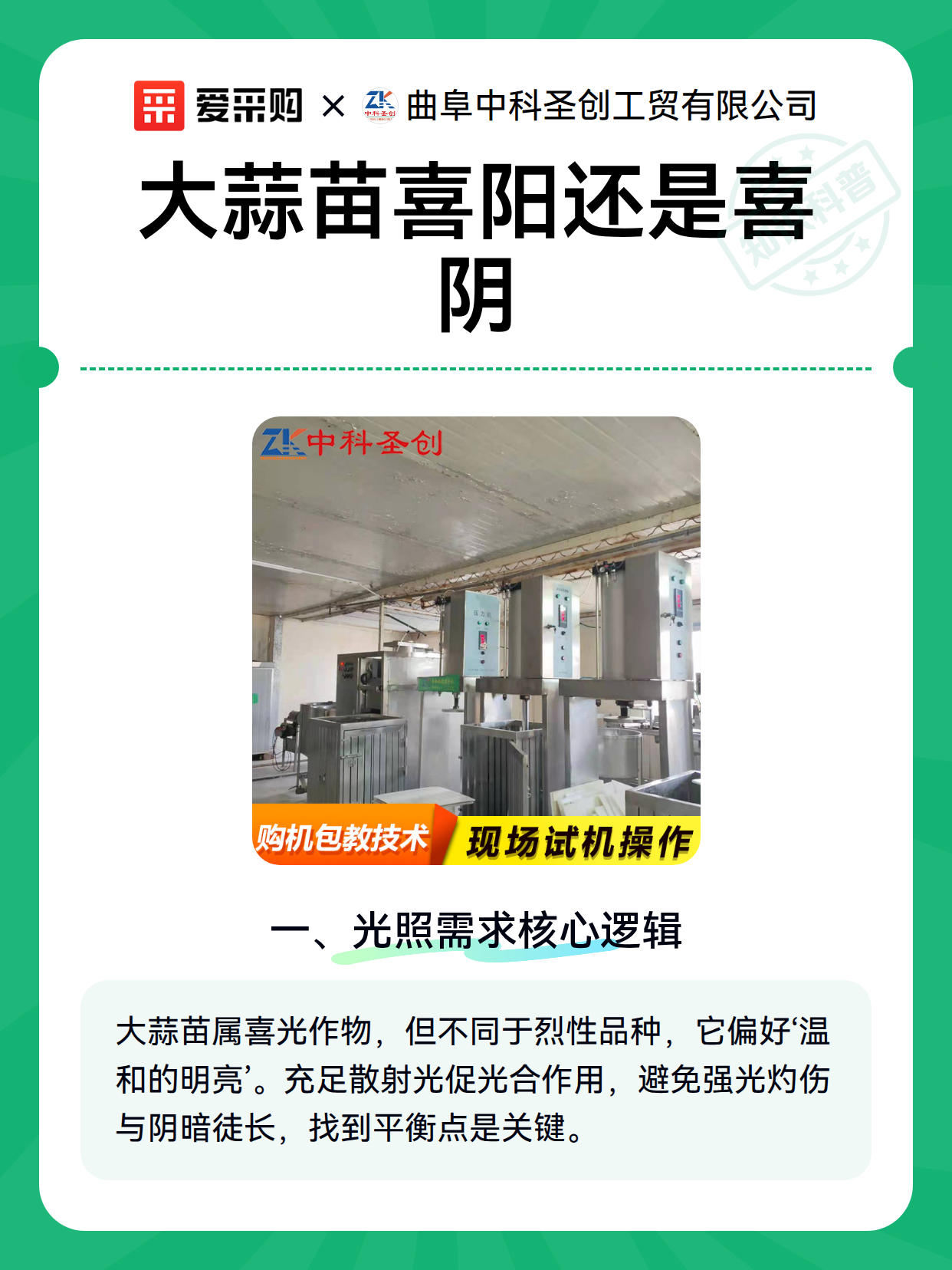 大蒜苗喜阳还是喜阴（图1）
