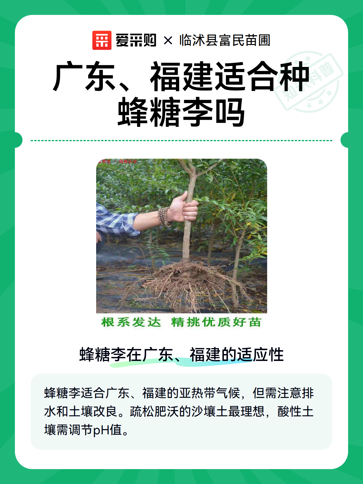 广东、福建适合种蜂糖李吗（图2）