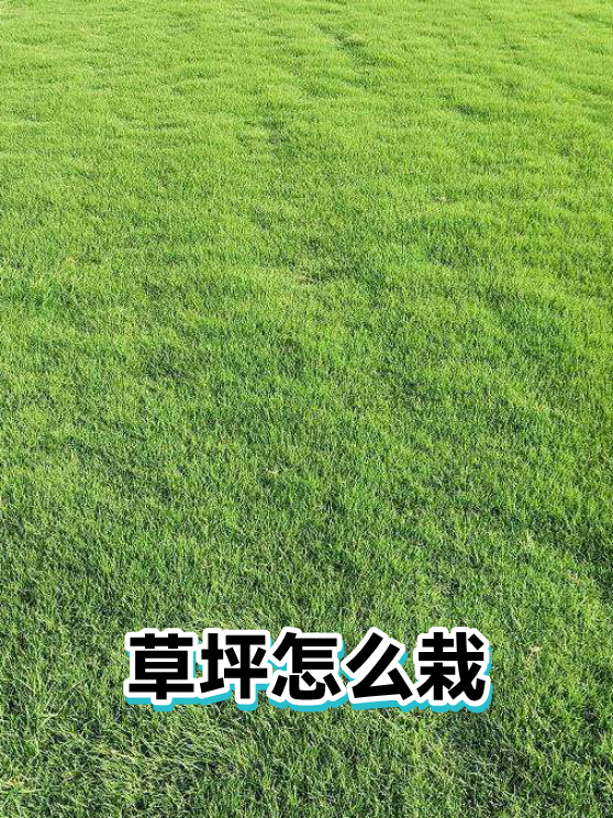 草坪怎么栽（图1）
