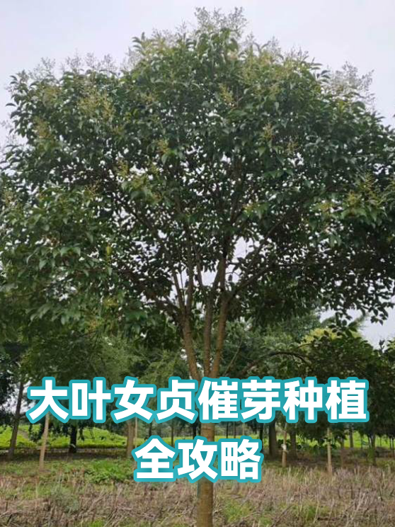 大叶女贞催芽种植全攻略（图1）