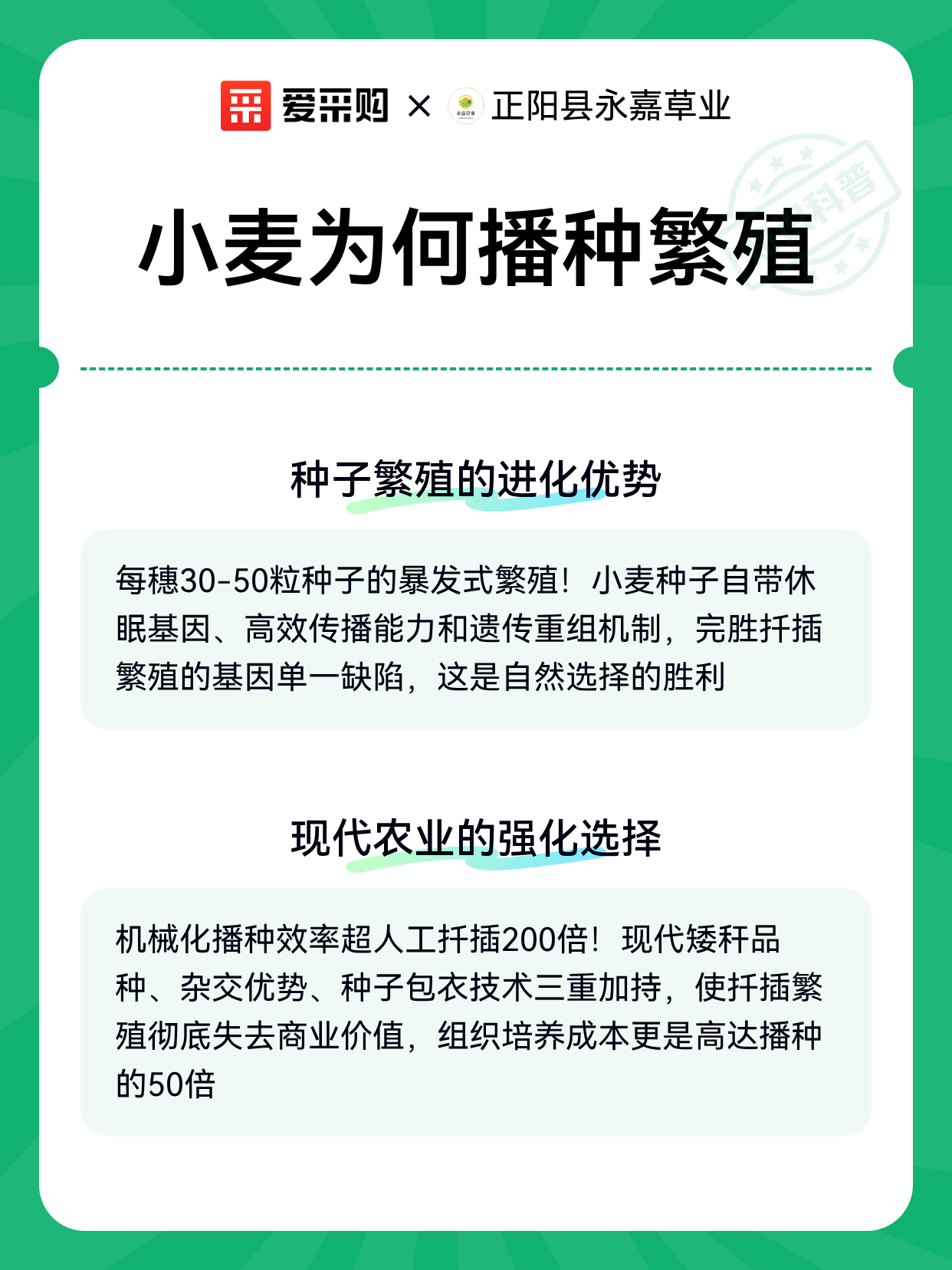 小麦为何播种繁殖（图2）