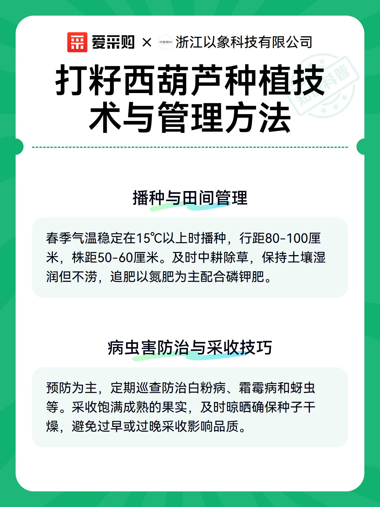 打籽西葫芦种植技术与管理方法（图3）