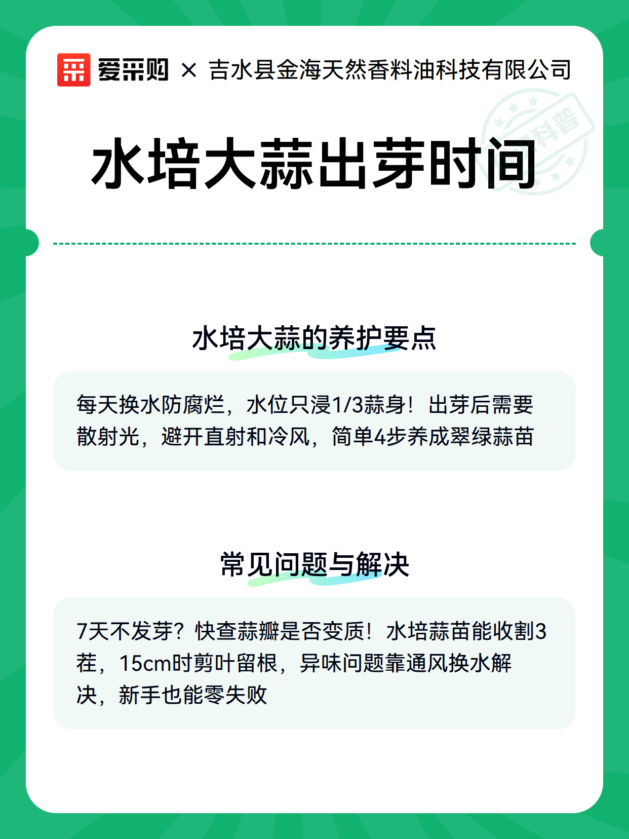 水培大蒜出芽时间（图3）