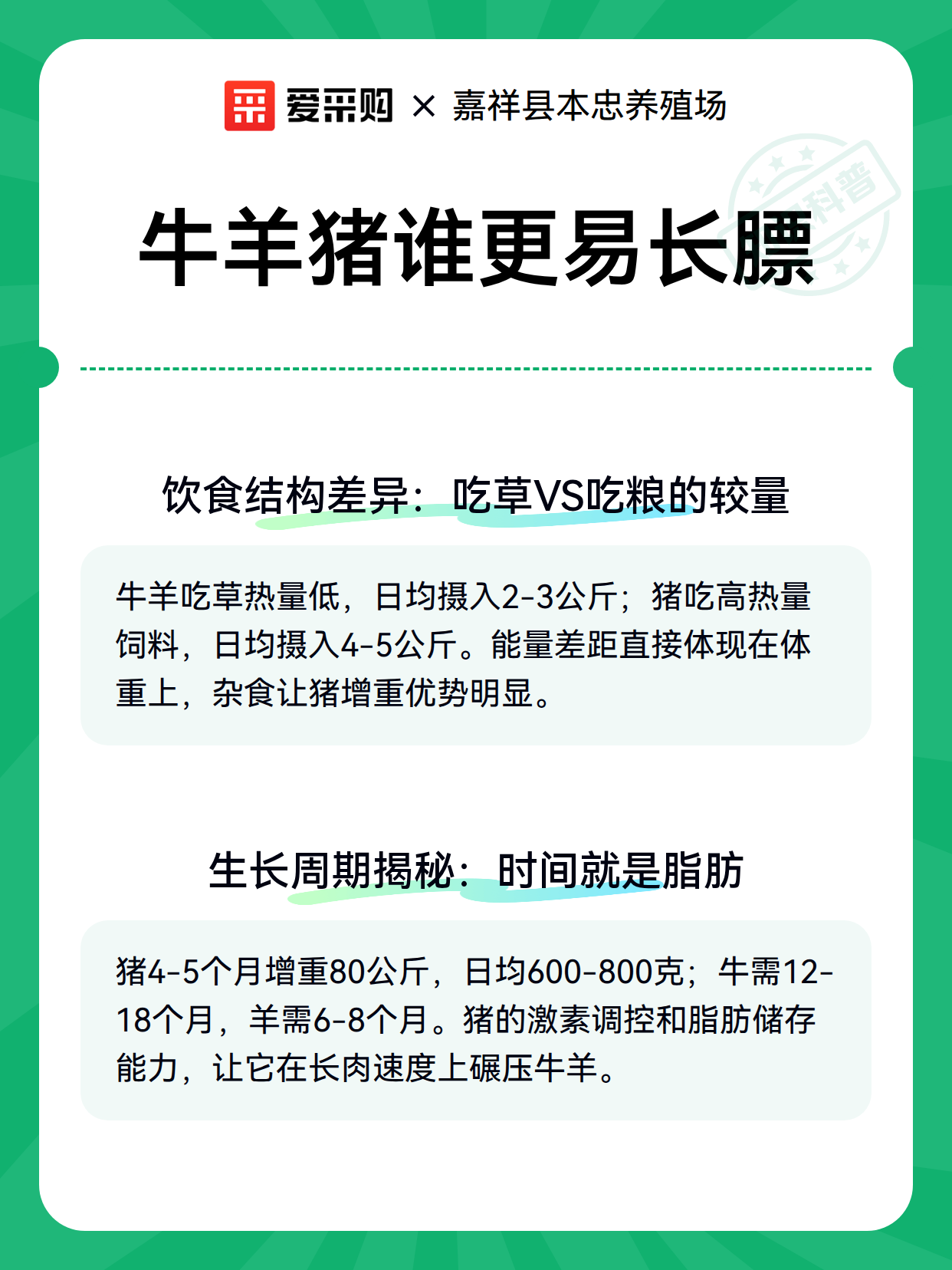 牛羊猪谁更易长膘（图2）
