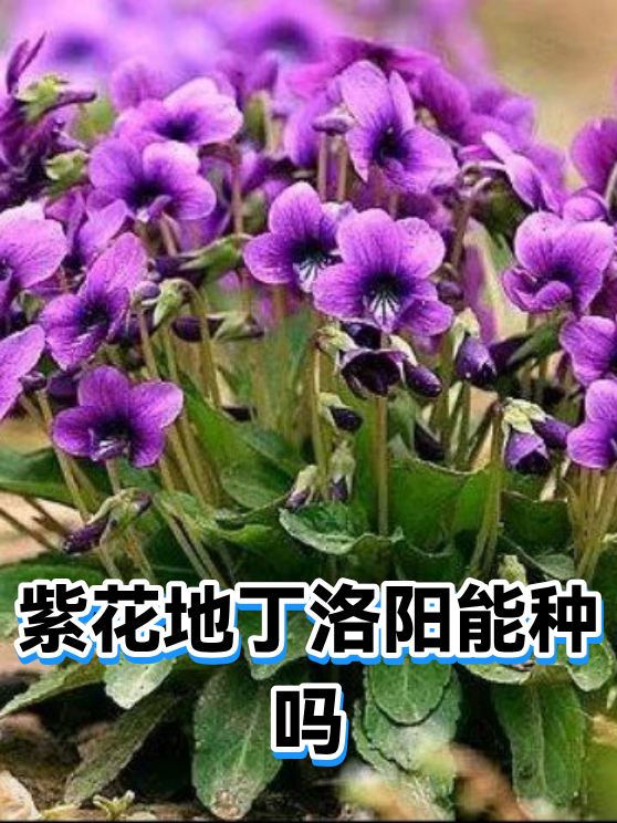 紫花地丁洛阳能种吗（图1）