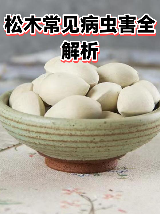 松木常见病虫害全解析（图1）