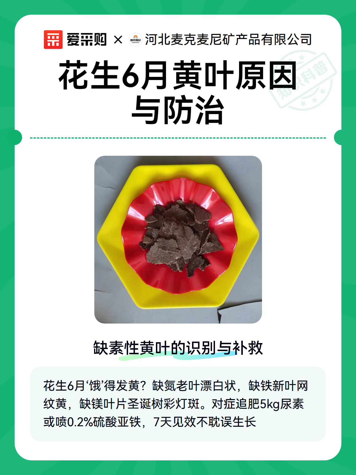 花生6月黄叶原因与防治（图2）