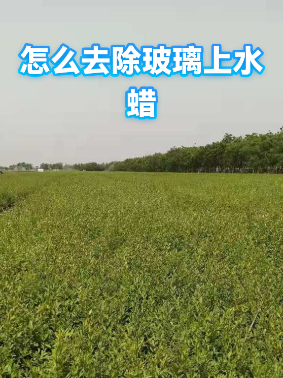 怎么去除玻璃上水蜡（图1）