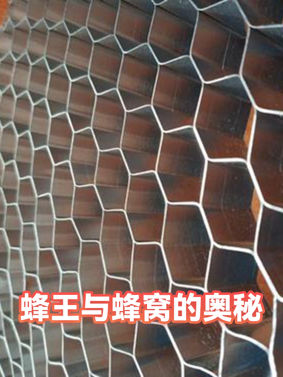蜂王与蜂窝的奥秘（图1）