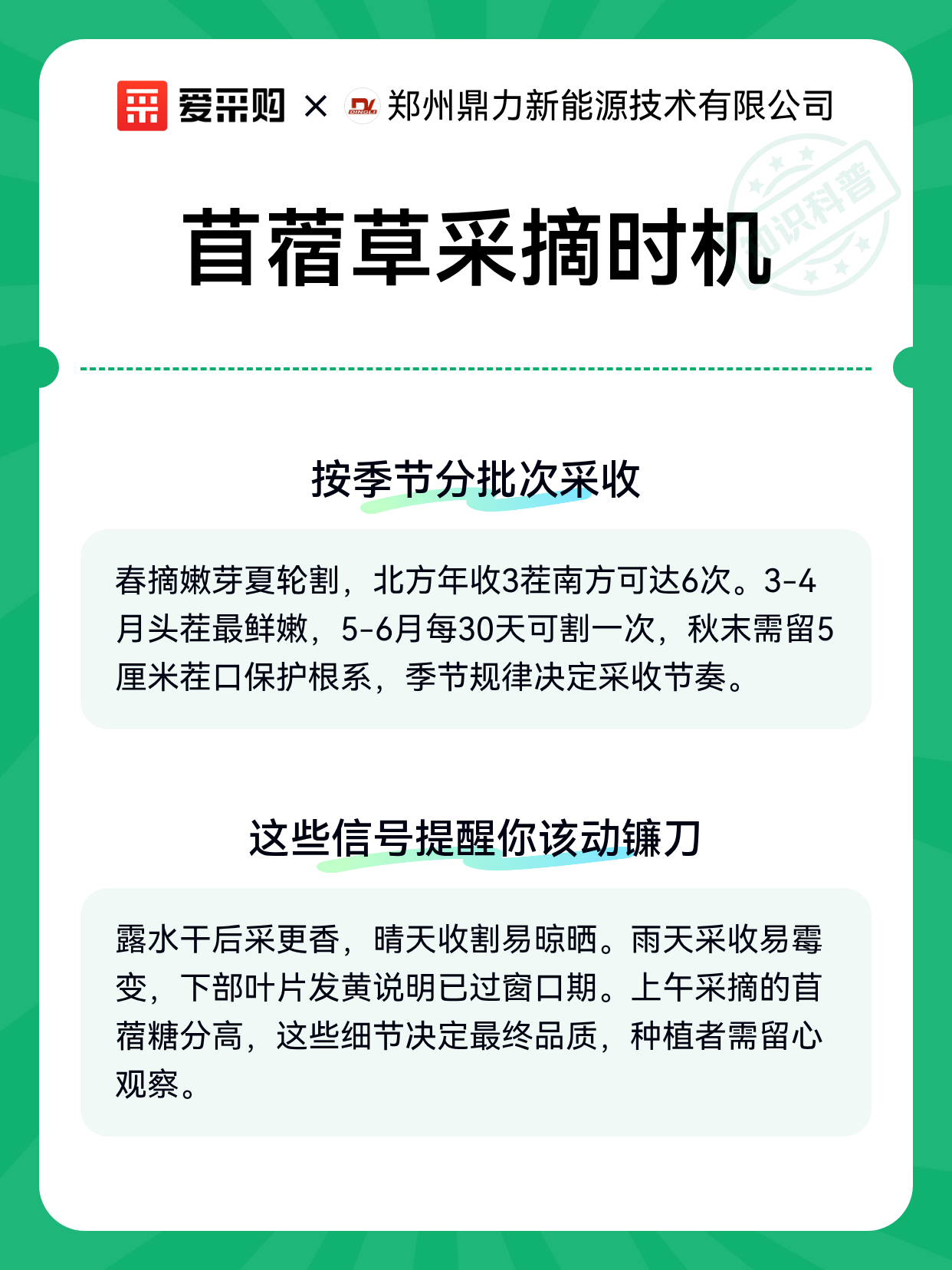 苜蓿草采摘时机（图2）