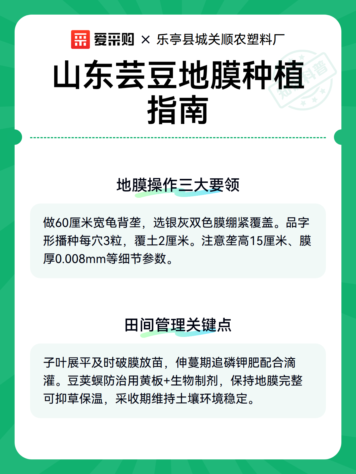 山东芸豆地膜种植指南（图2）