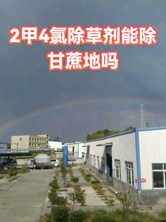 2甲4氯除草剂能除甘蔗地吗（图1）