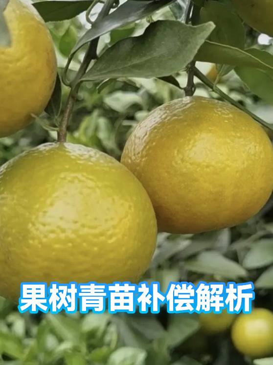 果树青苗补偿解析（图1）