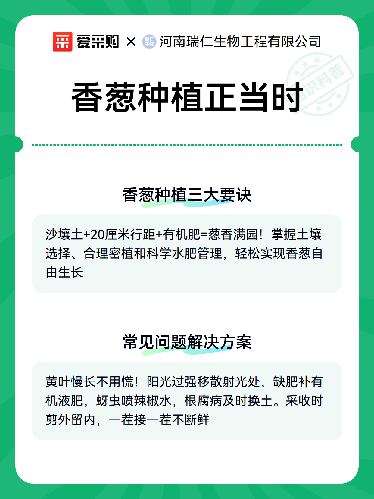 香葱种植正当时（图3）