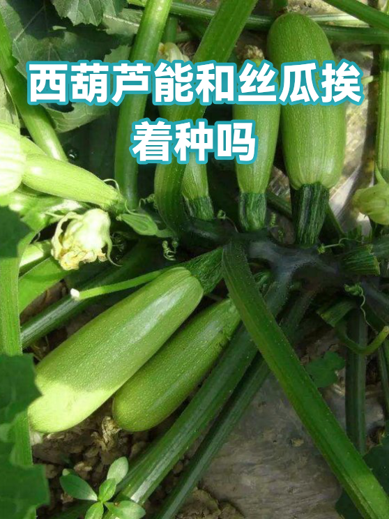 西葫芦能和丝瓜挨着种吗（图1）