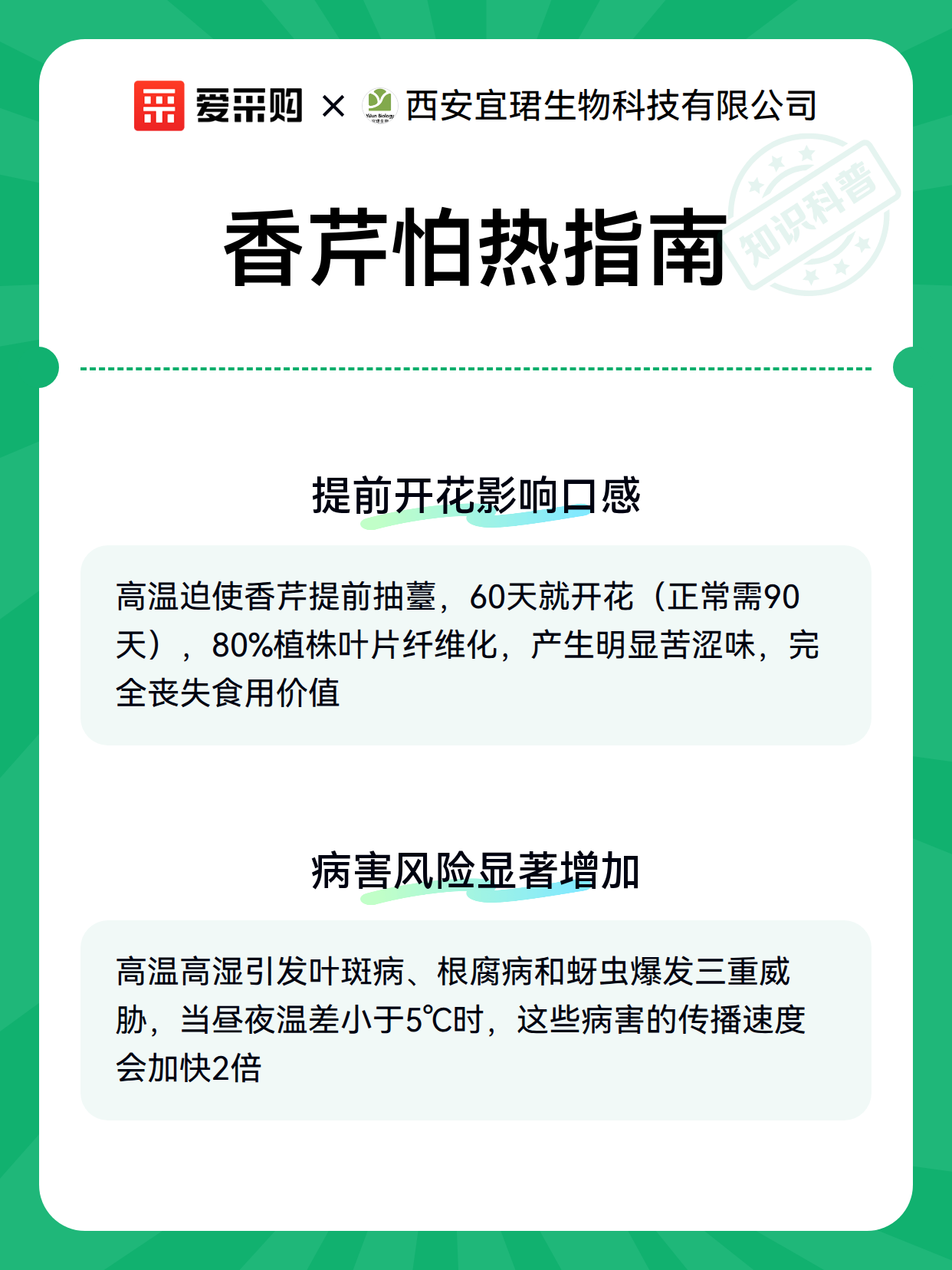 香芹怕热指南（图3）