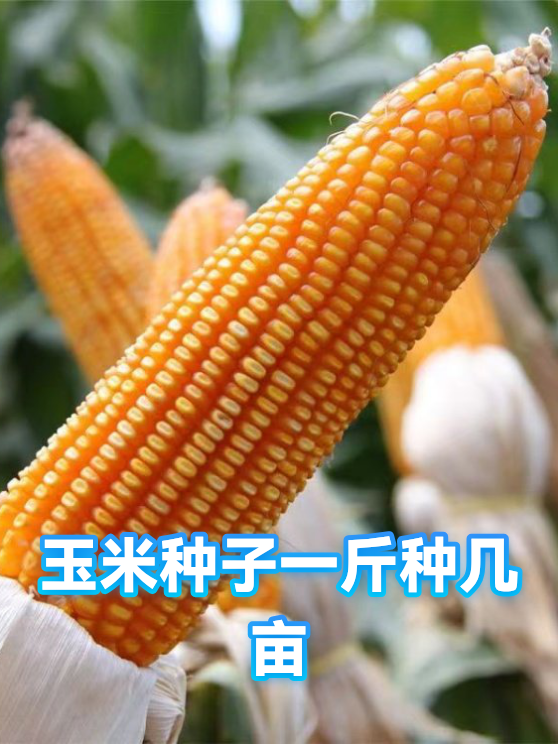 玉米种子一斤种几亩（图1）