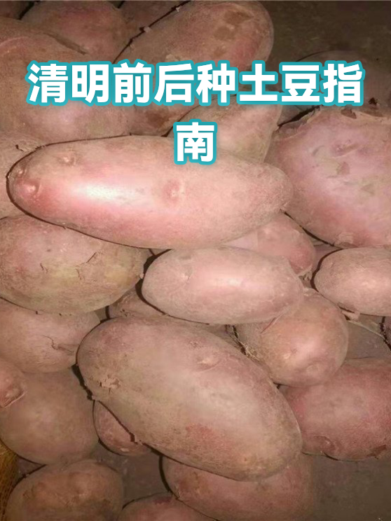 清明前后种土豆指南（图1）