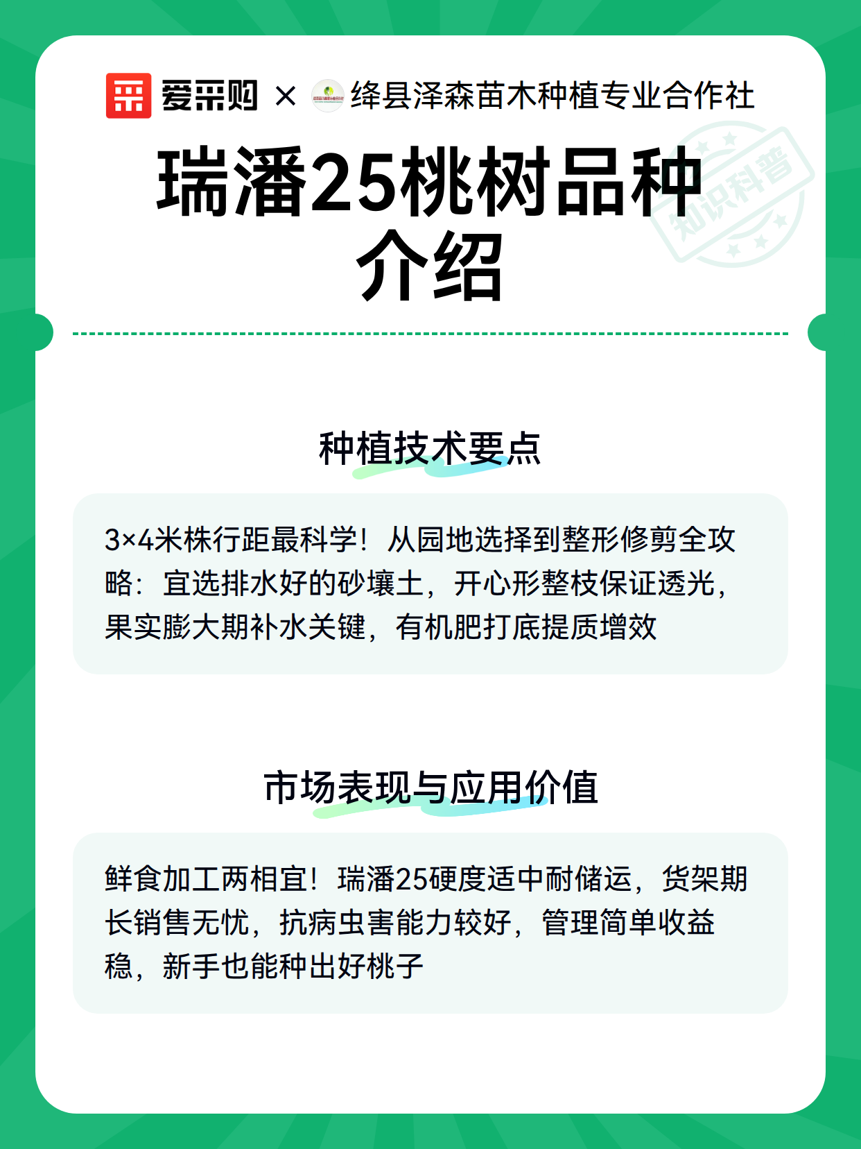 瑞潘25桃树品种介绍（图3）