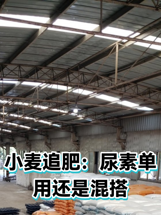 小麦追肥：尿素单用还是混搭（图1）