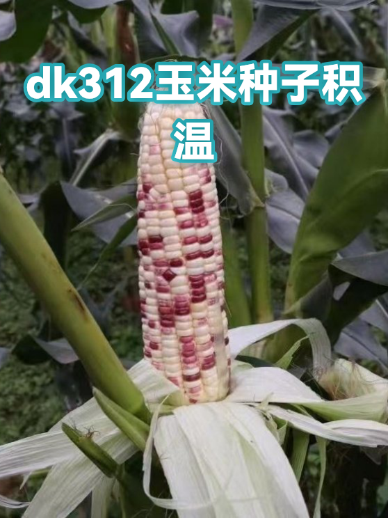 dk312玉米种子积温（图1）