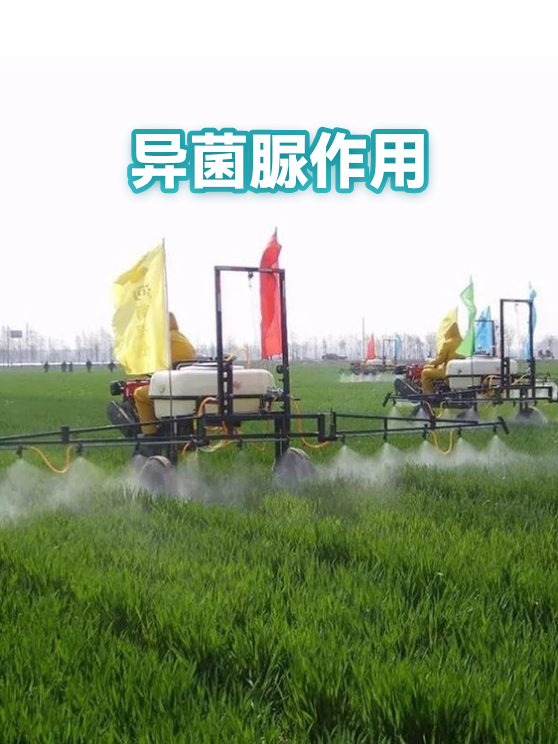 异菌脲作用（图1）