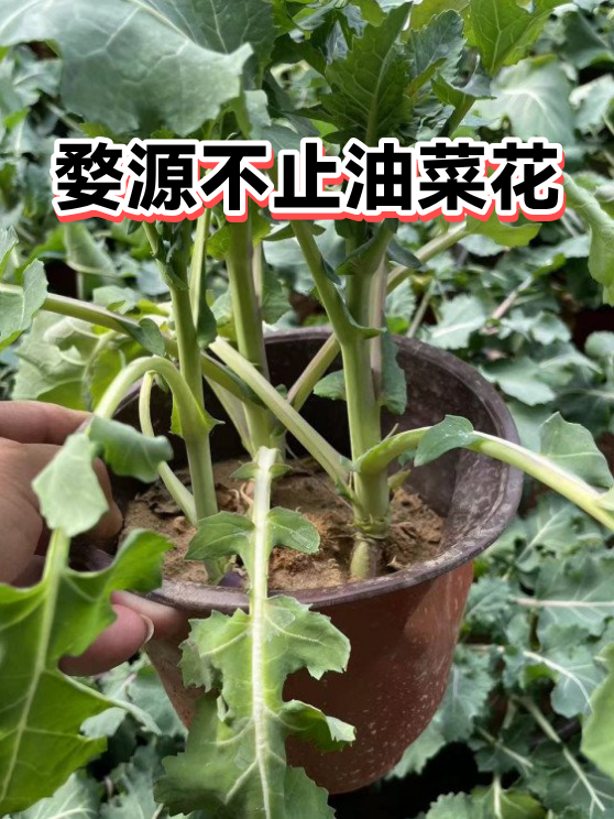 婺源不止油菜花（图1）