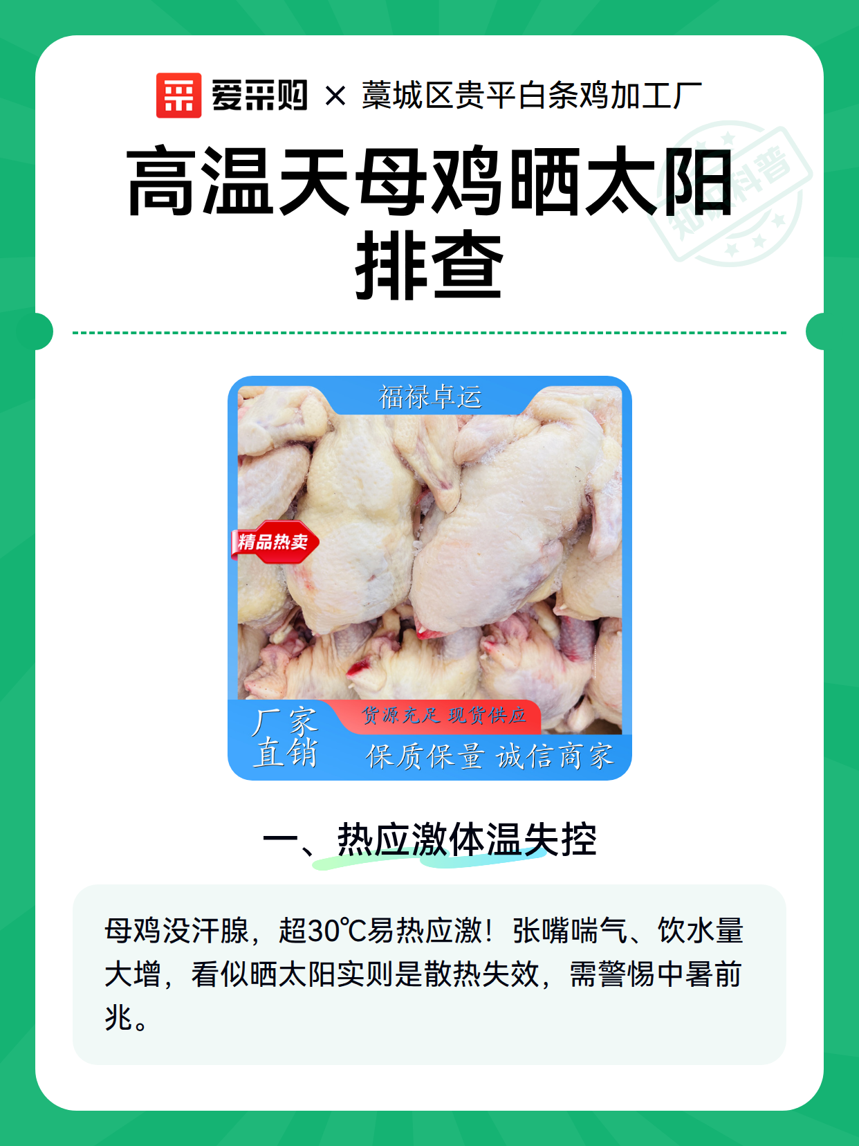 高温天母鸡晒太阳排查（图1）