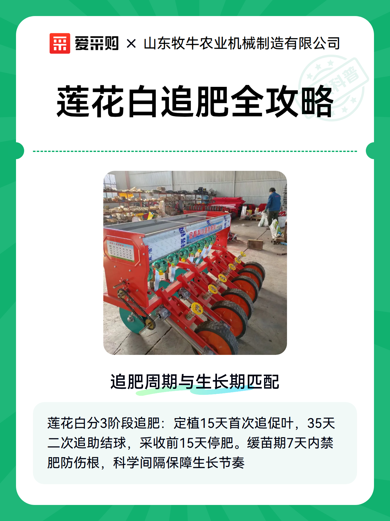 莲花白追肥全攻略（图1）