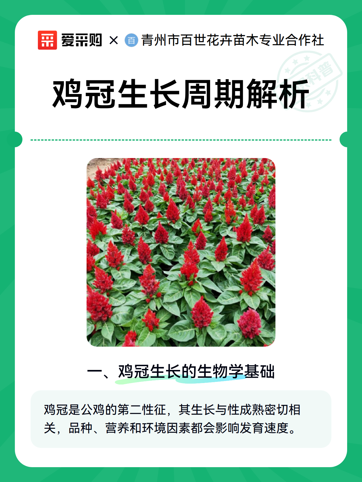 鸡冠生长周期解析（图2）
