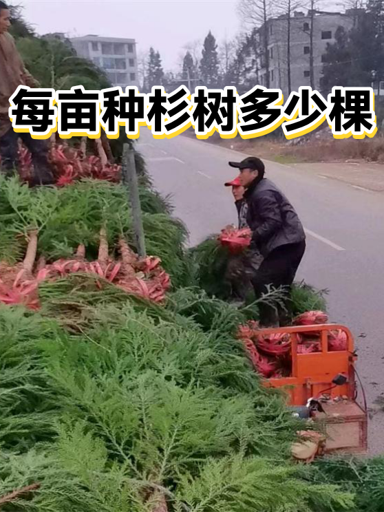 每亩种杉树多少棵（图1）