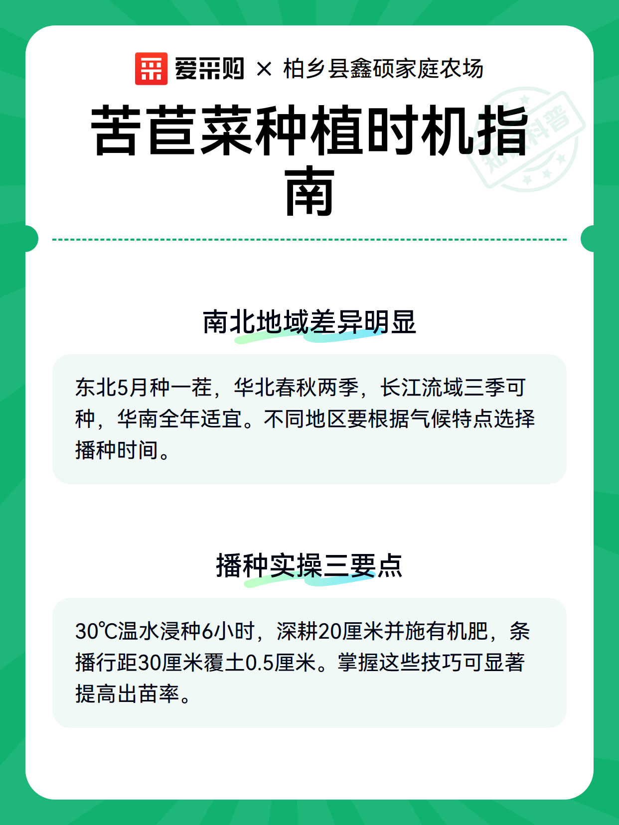 苦苣菜种植时机指南（图3）