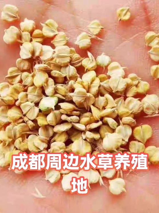 成都周边水草养殖地（图1）