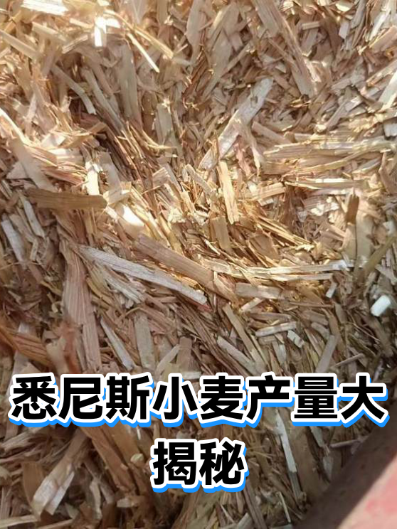 悉尼斯小麦产量大揭秘（图1）