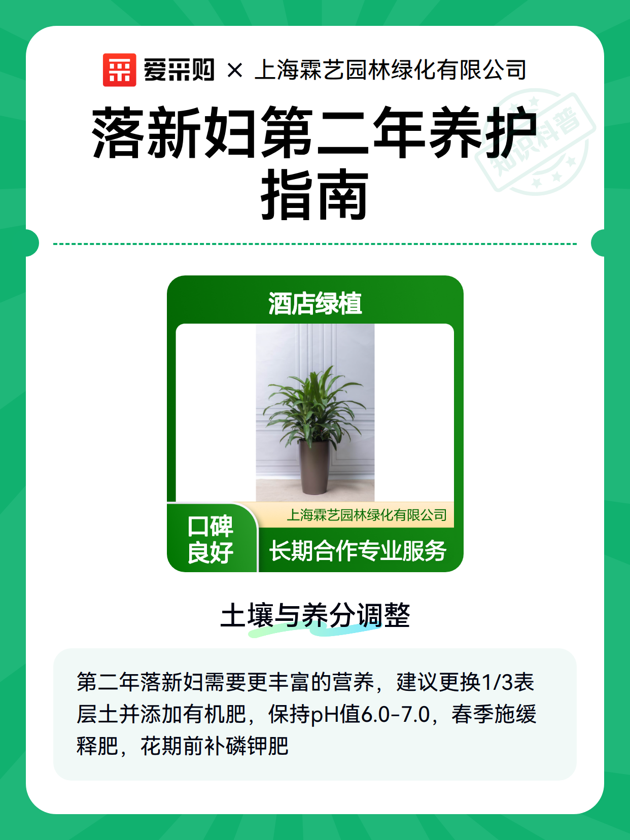 落新妇第二年养护指南（图2）