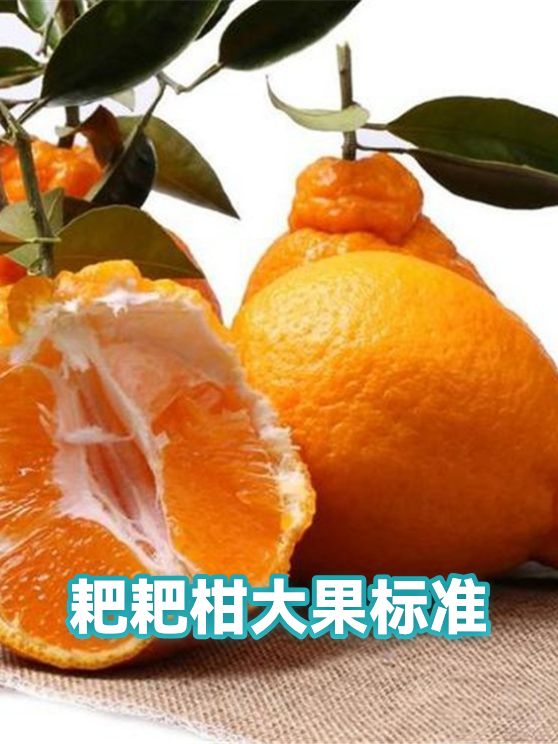 耙耙柑大果标准（图1）