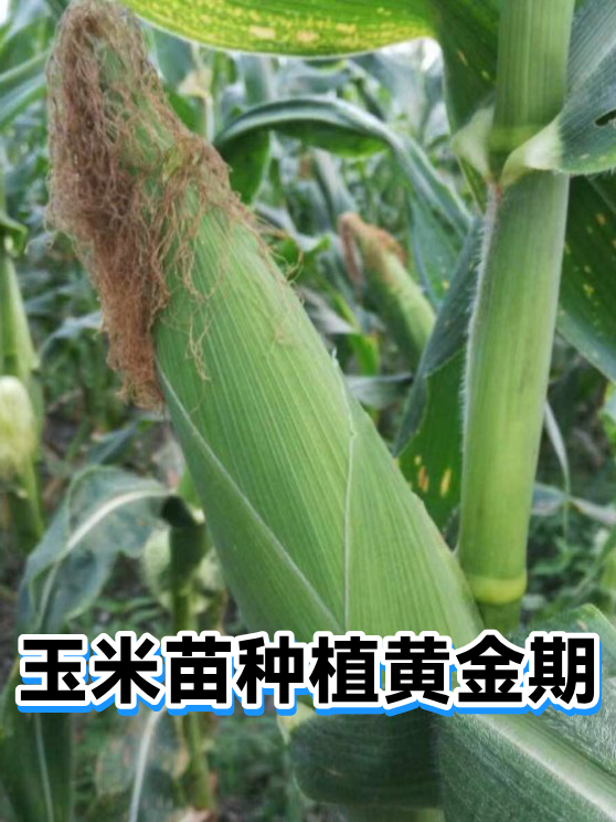 玉米苗种植黄金期（图1）