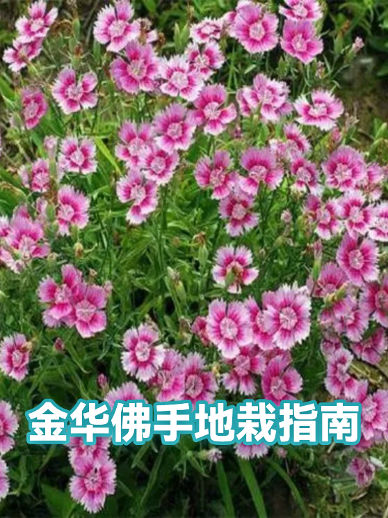金华佛手地栽指南（图1）